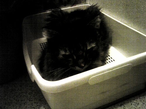 Over the rainbow bridge